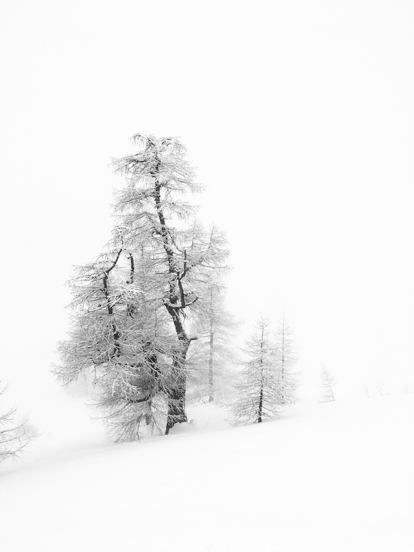 Tree in snow